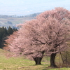 牧場のさくら