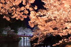 夜桜