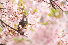 花より団子