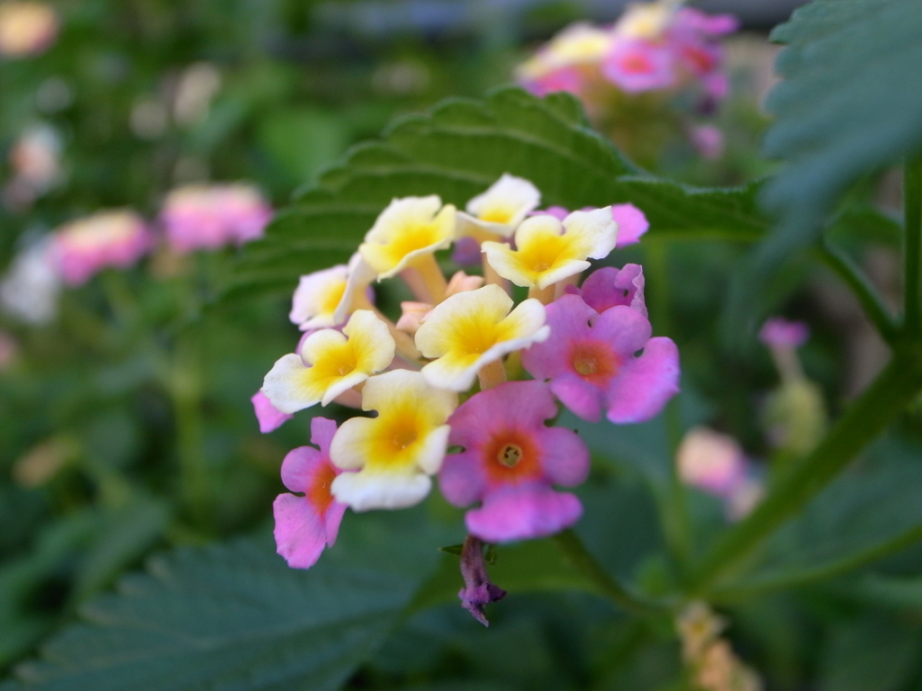 何の花？