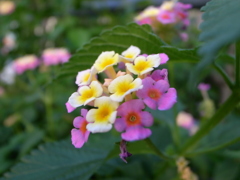 何の花？