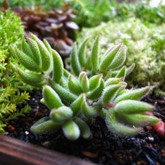 多肉植物1