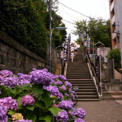 白山神社・あじさい