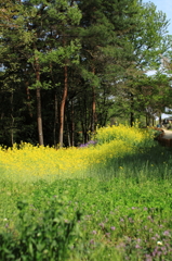 菜の花