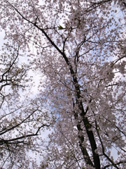 sakura