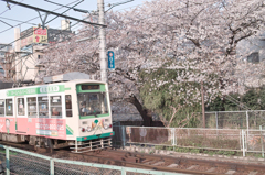 チンチン電車と桜