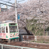 チンチン電車と桜