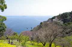 菜の花畑と初島