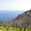 菜の花畑と初島