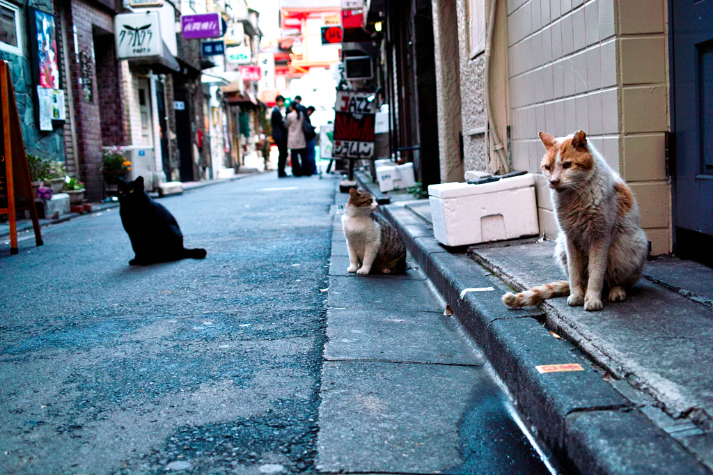 歌舞伎町の猫