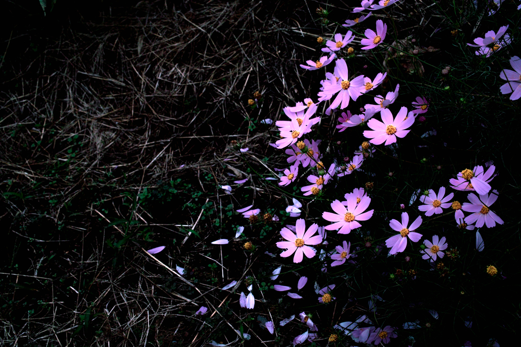 前略、花の上より
