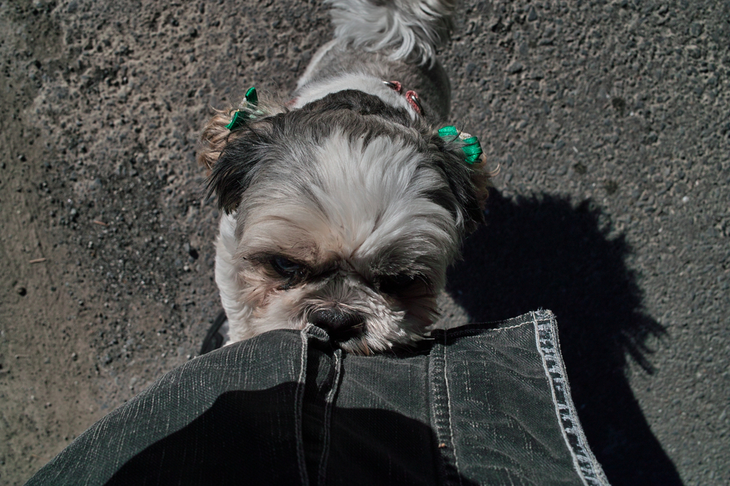  a dog