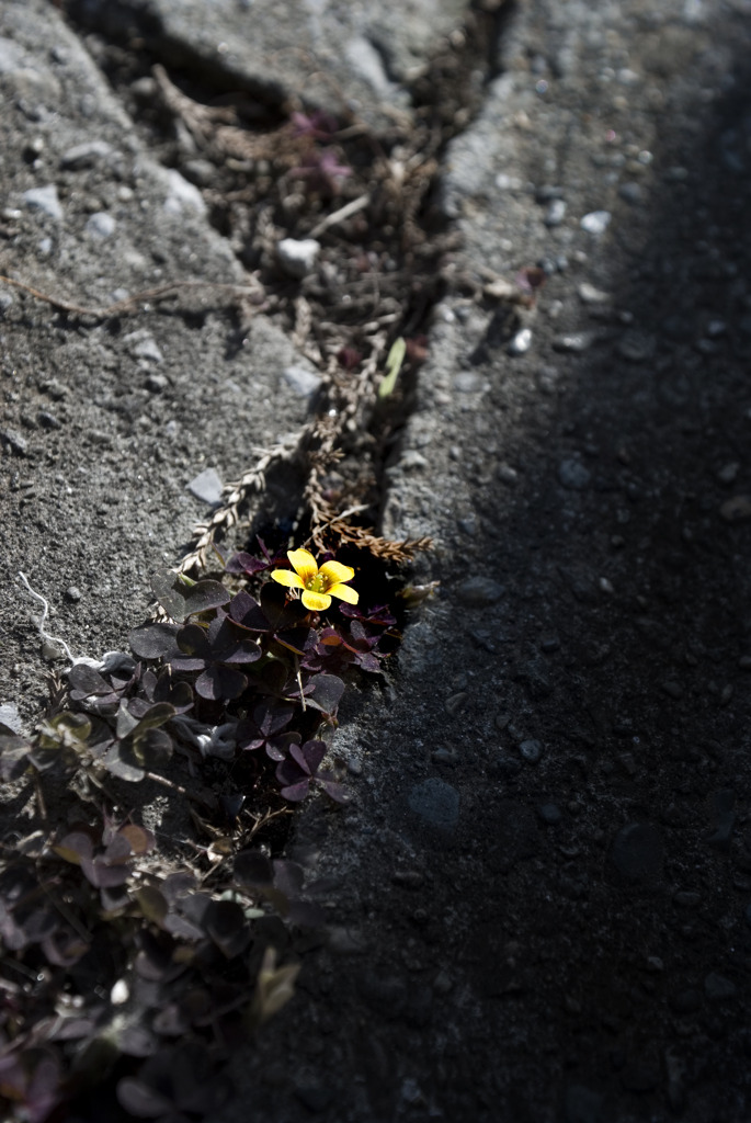 小さくて黄色い花