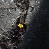 小さくて黄色い花