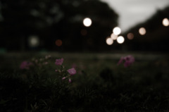 夕暮れ　季節外れの芝桜