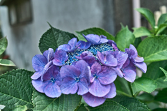 そろそろ最後か　－　紫陽花
