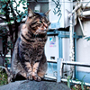歌舞伎町のボス猫