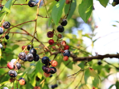 very berry