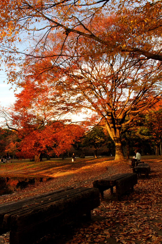 代々木公園