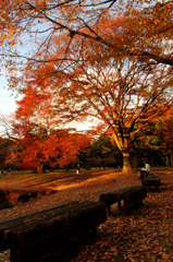 代々木公園