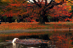 代々木公園