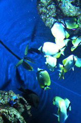 Reflecting water tank