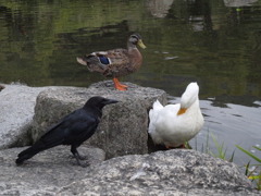 ３ショット
