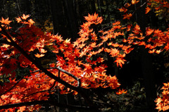 紅葉