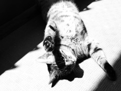 ねこ