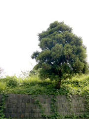 気になる木