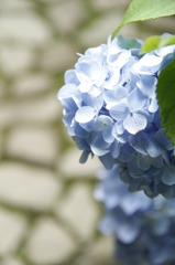 紫陽花