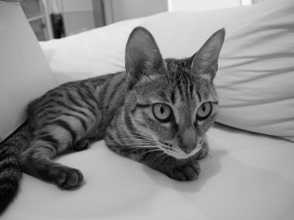 ねこ