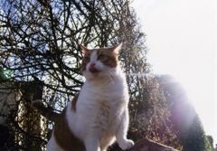 ねこ