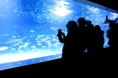 Aquarium