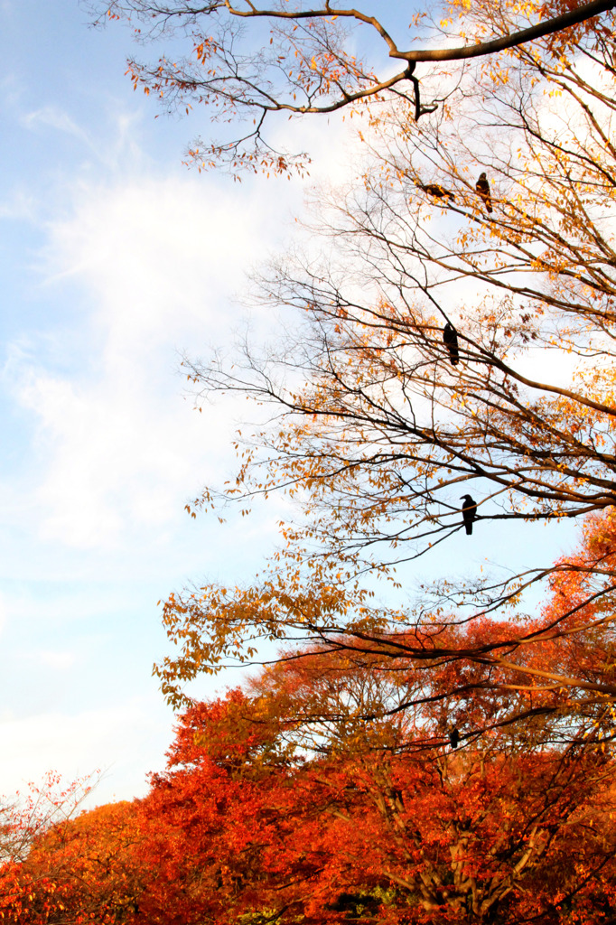 代々木公園