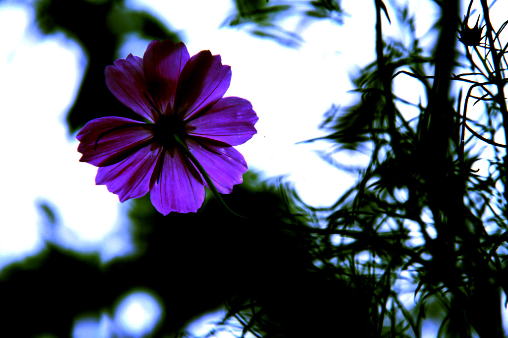 -水面花-