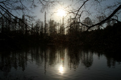 Inogashira Park -井の頭公園-