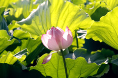 上野