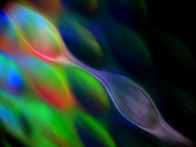 a germ（菌）