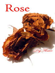 dry flower Rose
