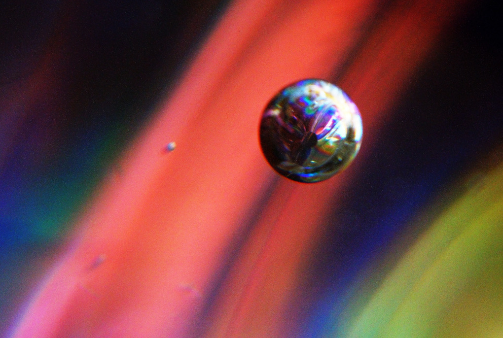 グラスの中のCOSMOS #1