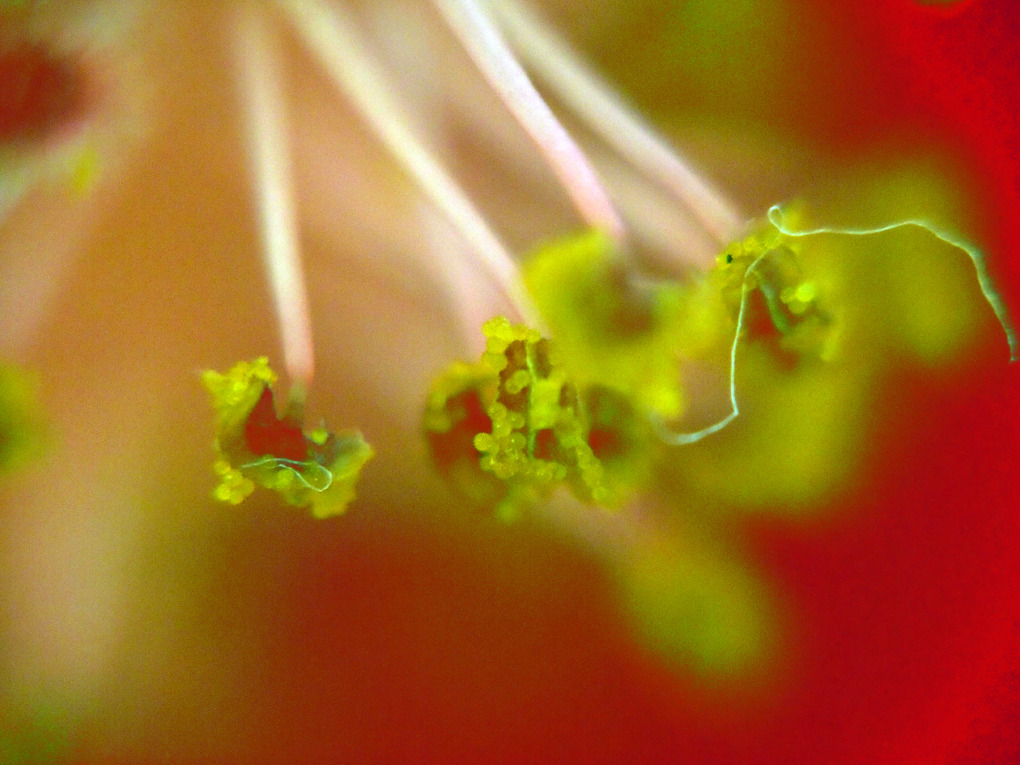 2〜３mmの華の世界 その１