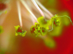 2〜３mmの華の世界 その１