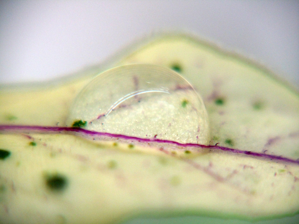 a drop of water No-1