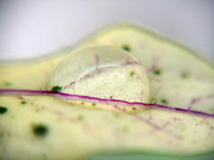 a drop of water No-1