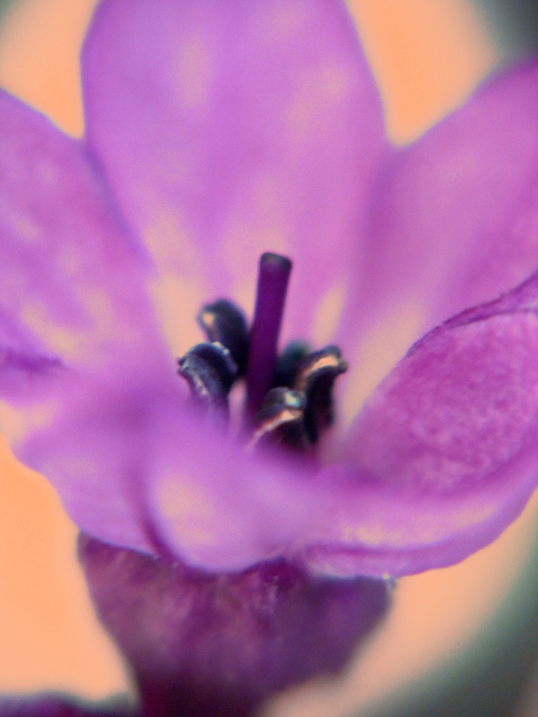 2〜３mmの華の世界 その2