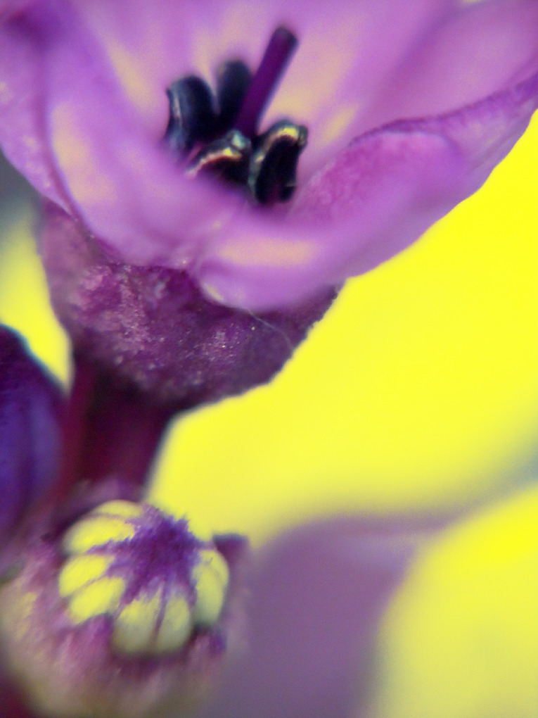 2〜３mmの華の世界 その３