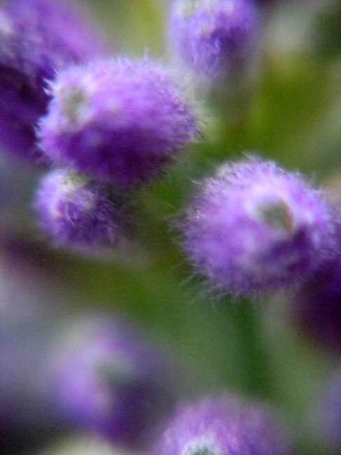 flower 2