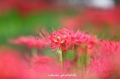 彼岸花