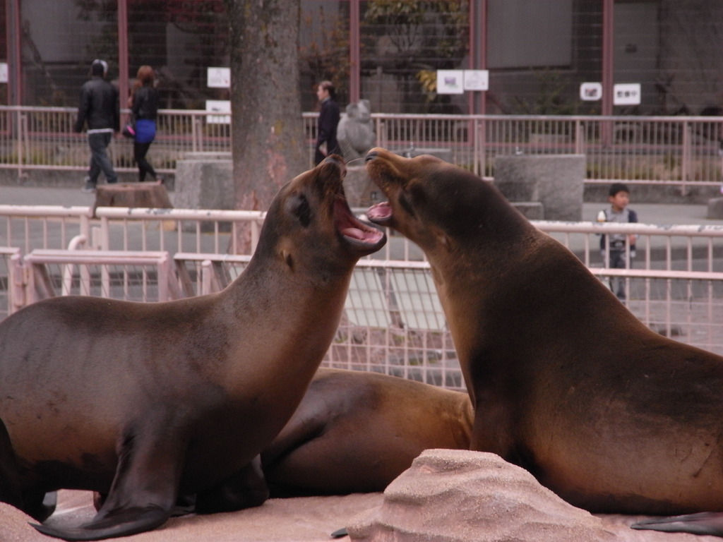 粗ぶるアシカショー